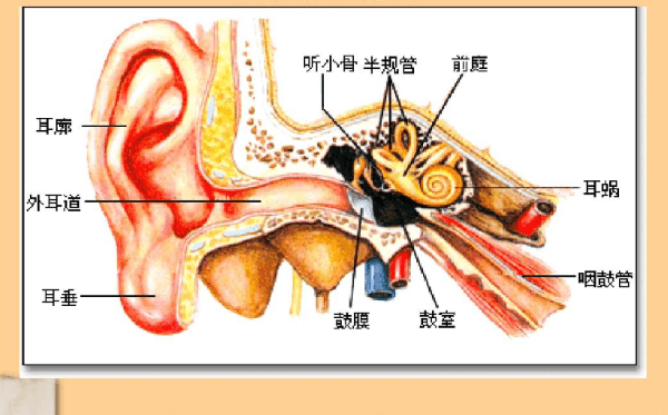 耳内结构