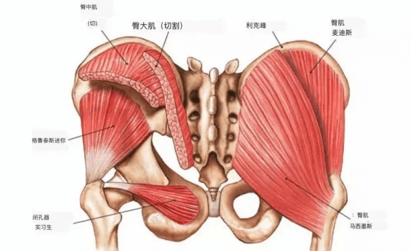 臀部肌肉结构