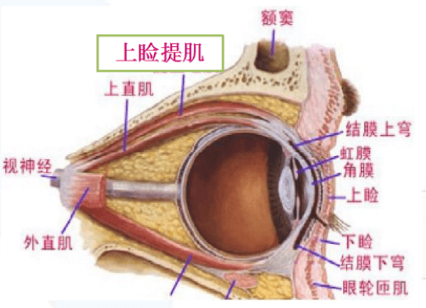 上睑提肌