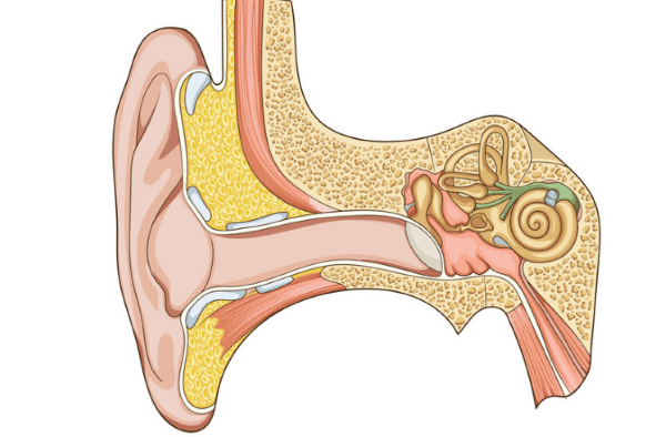 耳内结构