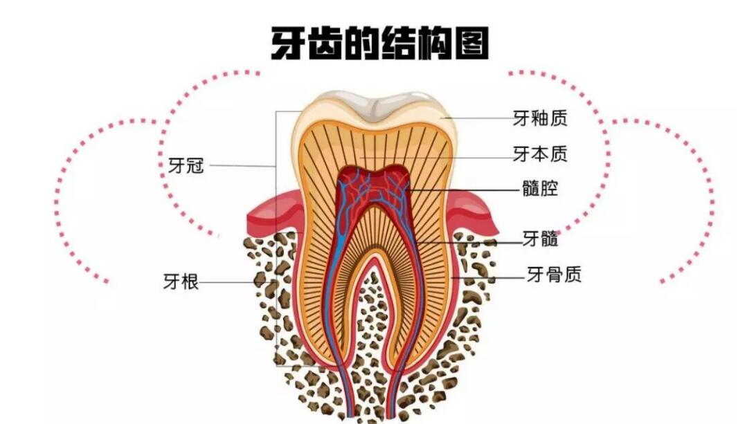 l牙齿.jpg