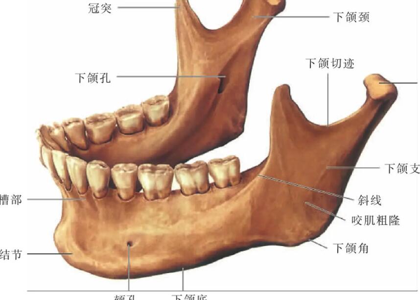 下颌角动漫28.jpg