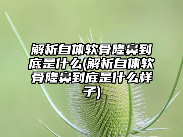 解析自体软骨隆鼻到底是什么(解析自体软骨隆鼻到底是什么样子)